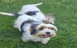 Biewer Terrier dogs for sale: BIEWER TERRIER - 2 BOYS - Image 7