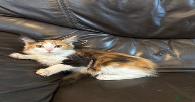 Maine Coon cats - Advert 3