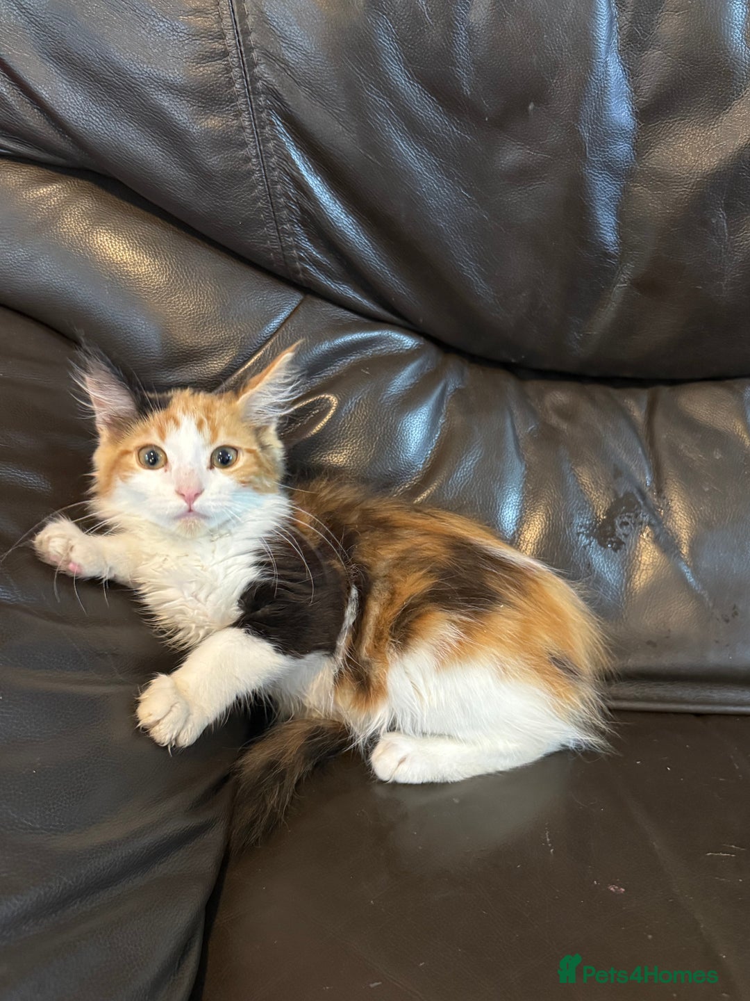 Maine Coon cats for sale: Mainecoon cross kitrens - Image 1