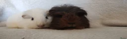Guinea Pig rodents for sale: Baby cornet and friend ready now  - Advert 2