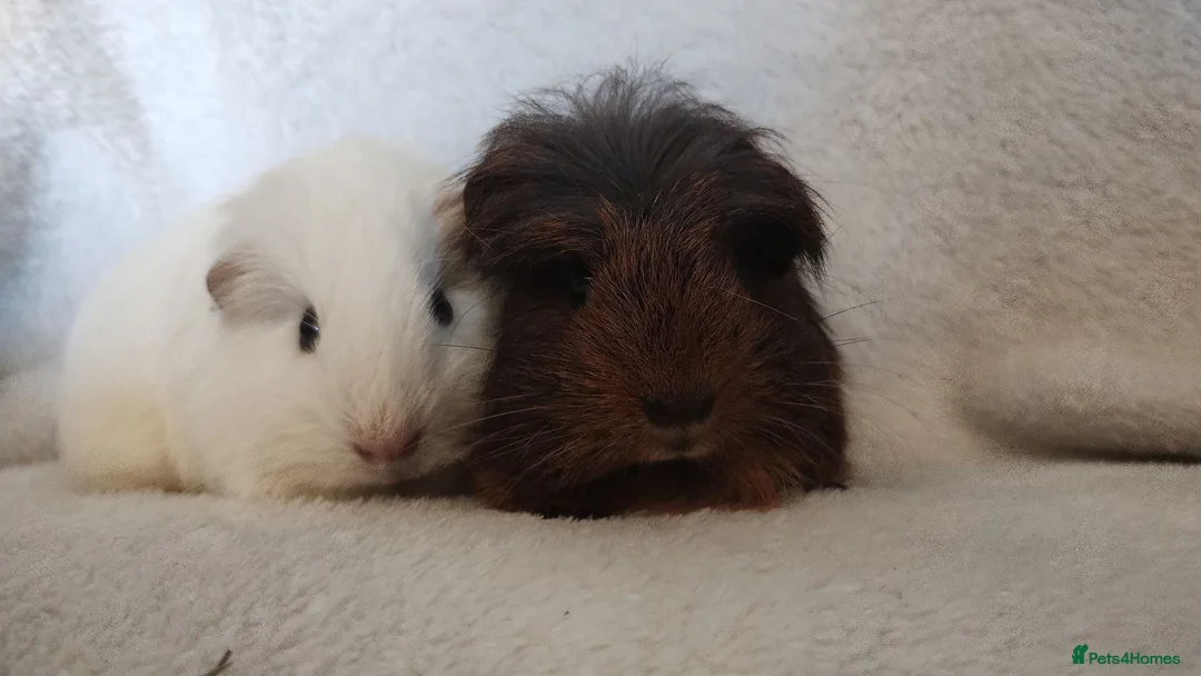 Guinea Pig rodents for sale: Baby cornet and friend ready now  - Advert 2
