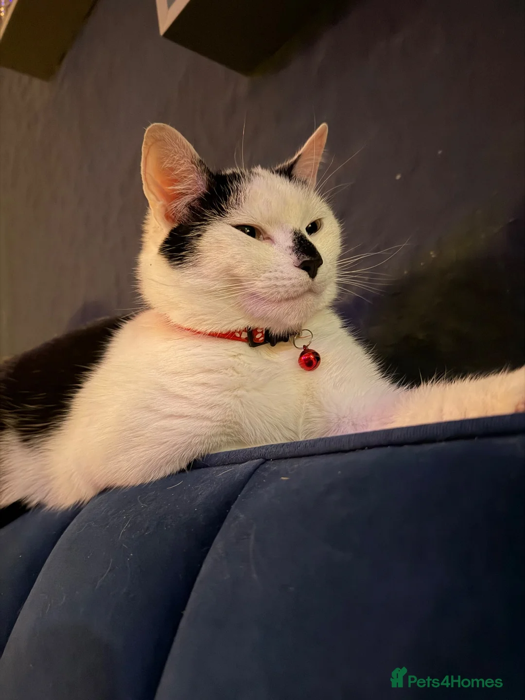 Mixed Breed cats for sale: 6 beautiful kittens  - Advert 1