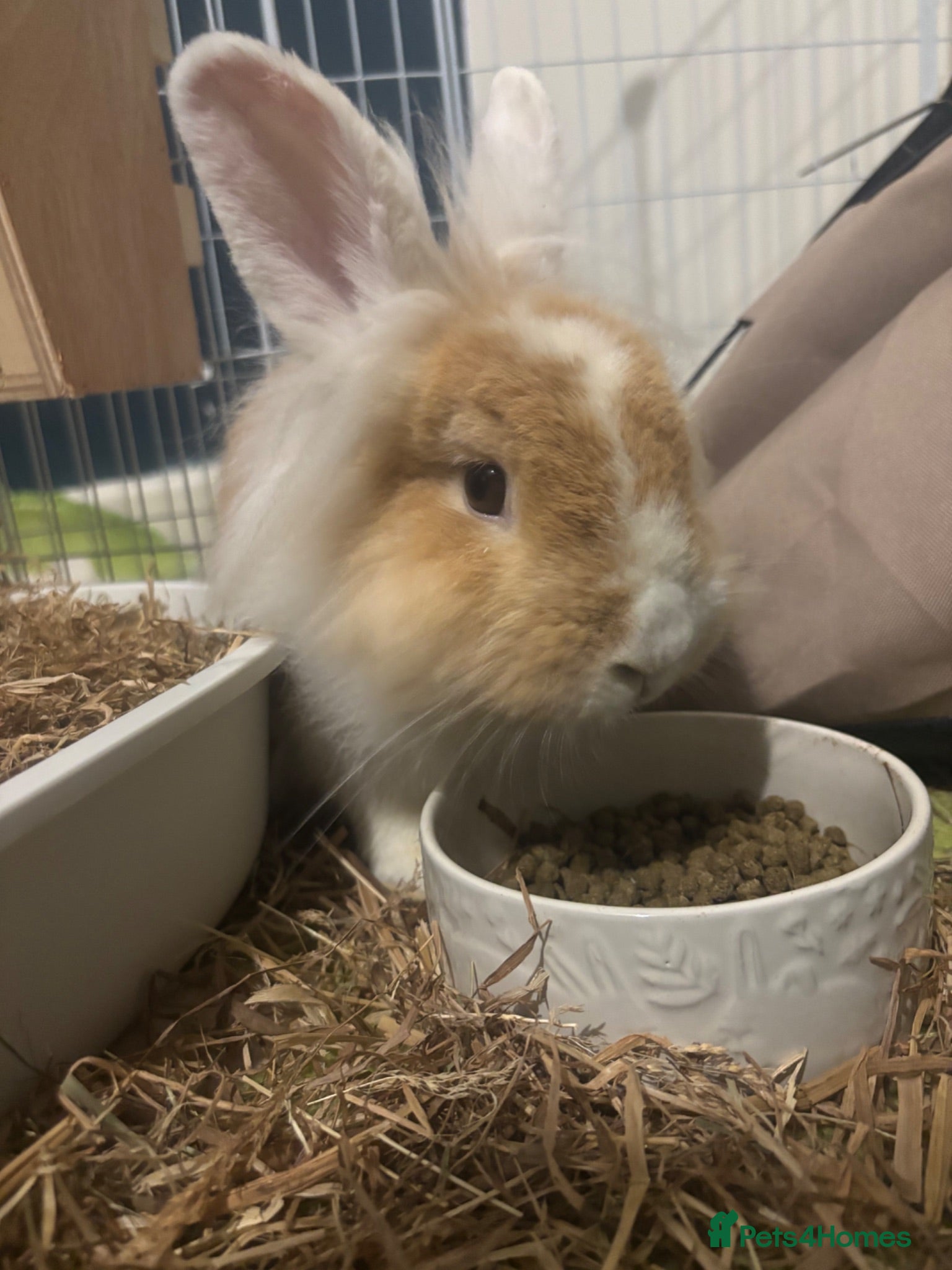Lionhead rabbits Neutered Lionhead boy - Advert 3