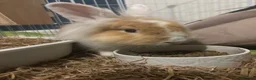 Lionhead rabbits for sale: Neutered Lionhead boy in Caernarfon - Advert 1
