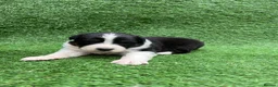 Australian Shepherd dogs for sale: Australian Shepherd Puppies  - Advert 21