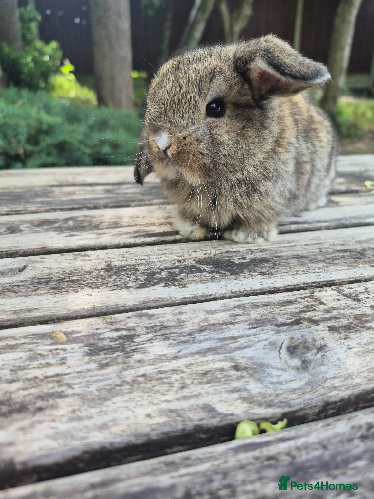 Mini Lop rabbits for sale: Mini lop babies - Advert 6