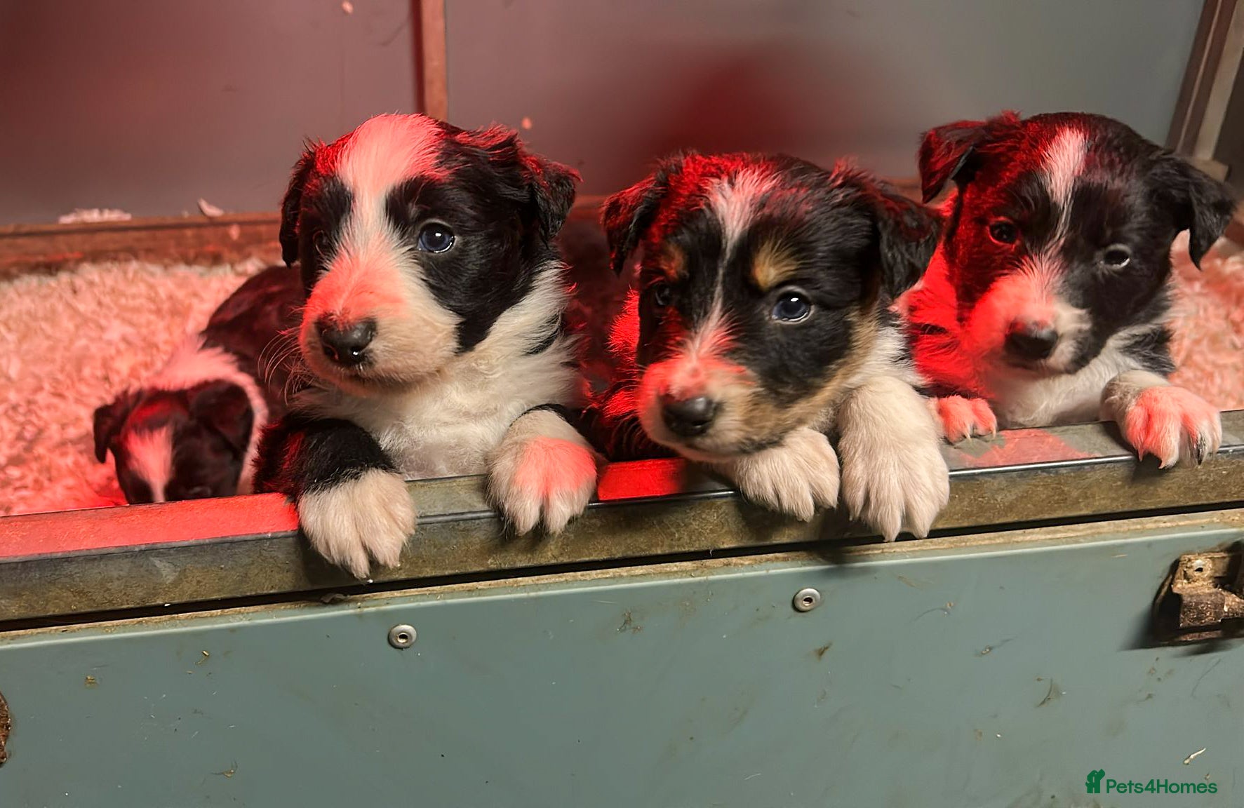 Mixed Breed dogs Beautiful, Bearded Collie x Border Collie pups.  - Advert 9