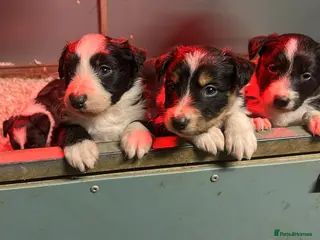 Mixed Breed dogs Beautiful, Bearded Collie x Border Collie pups. - Advert 9