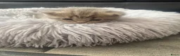 Brazilian Shorthair cats for sale: Beautiful bsh kittens blue and lilac - Advert 20