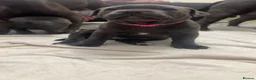 Staffordshire Bull Terrier dogs for sale: Staffordshire Bull Terrier Pups - 4 Gorgeous Pups in Spalding - Advert 16