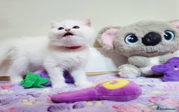 British Longhair cats for sale: 5 Beautiful blue eyed British Shorthair in London - Image 22