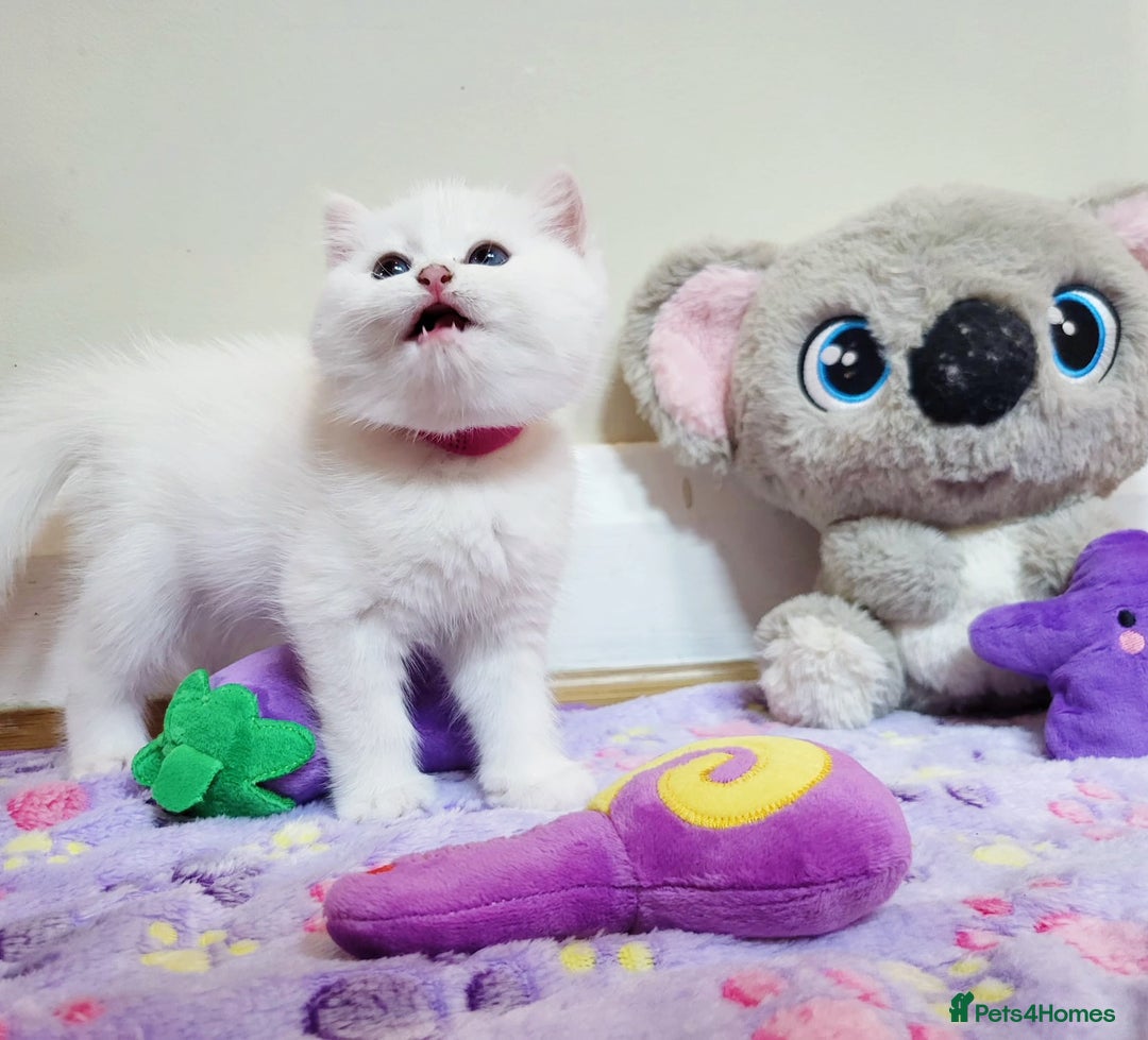 British Longhair cats for sale: 5 Beautiful blue eyed British Shorthair in London - Image 22
