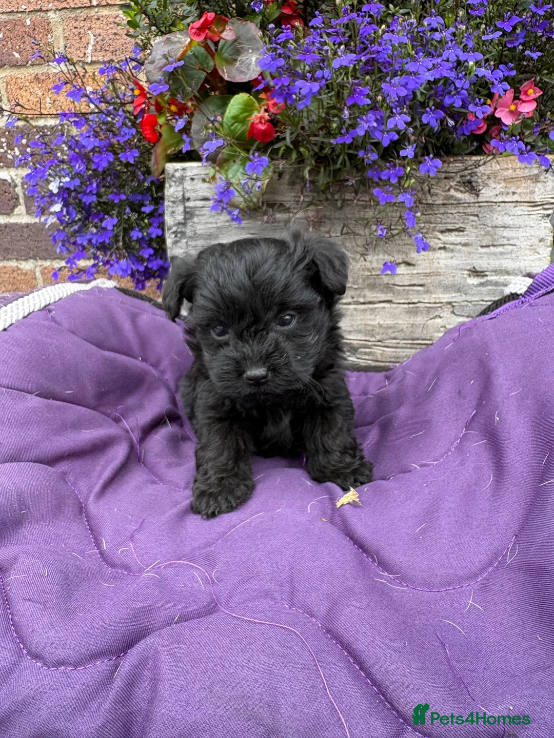 Westiepoo dogs for sale: Westipoo puppies 🐶🐶  - Advert 2