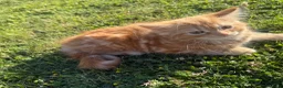 Mixed Breed cats for sale: Kittens for sale in Harlow - Advert 5