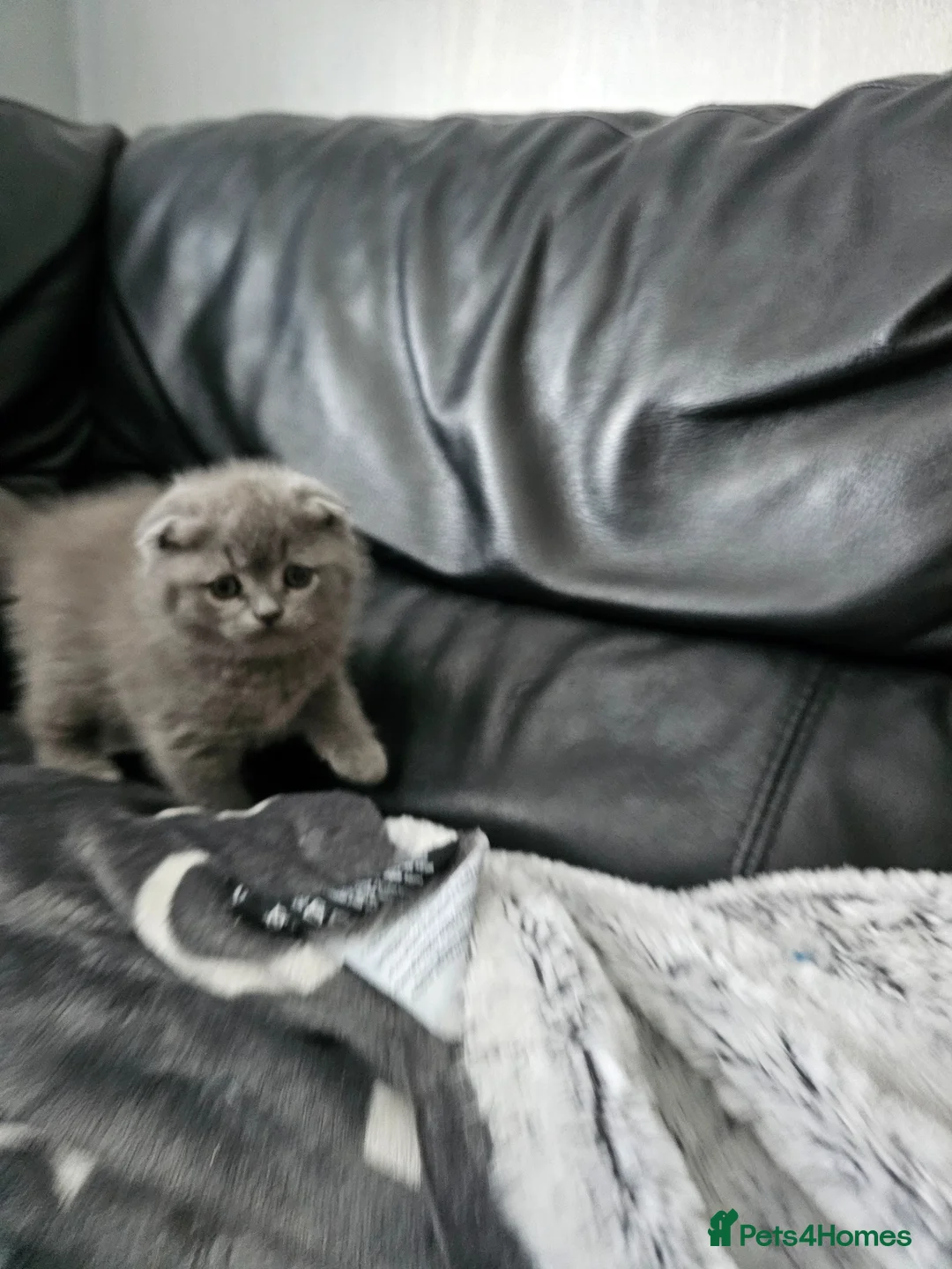 Scottish Fold cats for sale: Scottish folds - Advert 8