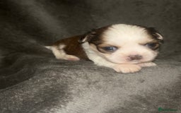 Shih Tzu dogs for sale: Small beautiful Shih tzu puppies - Image 3