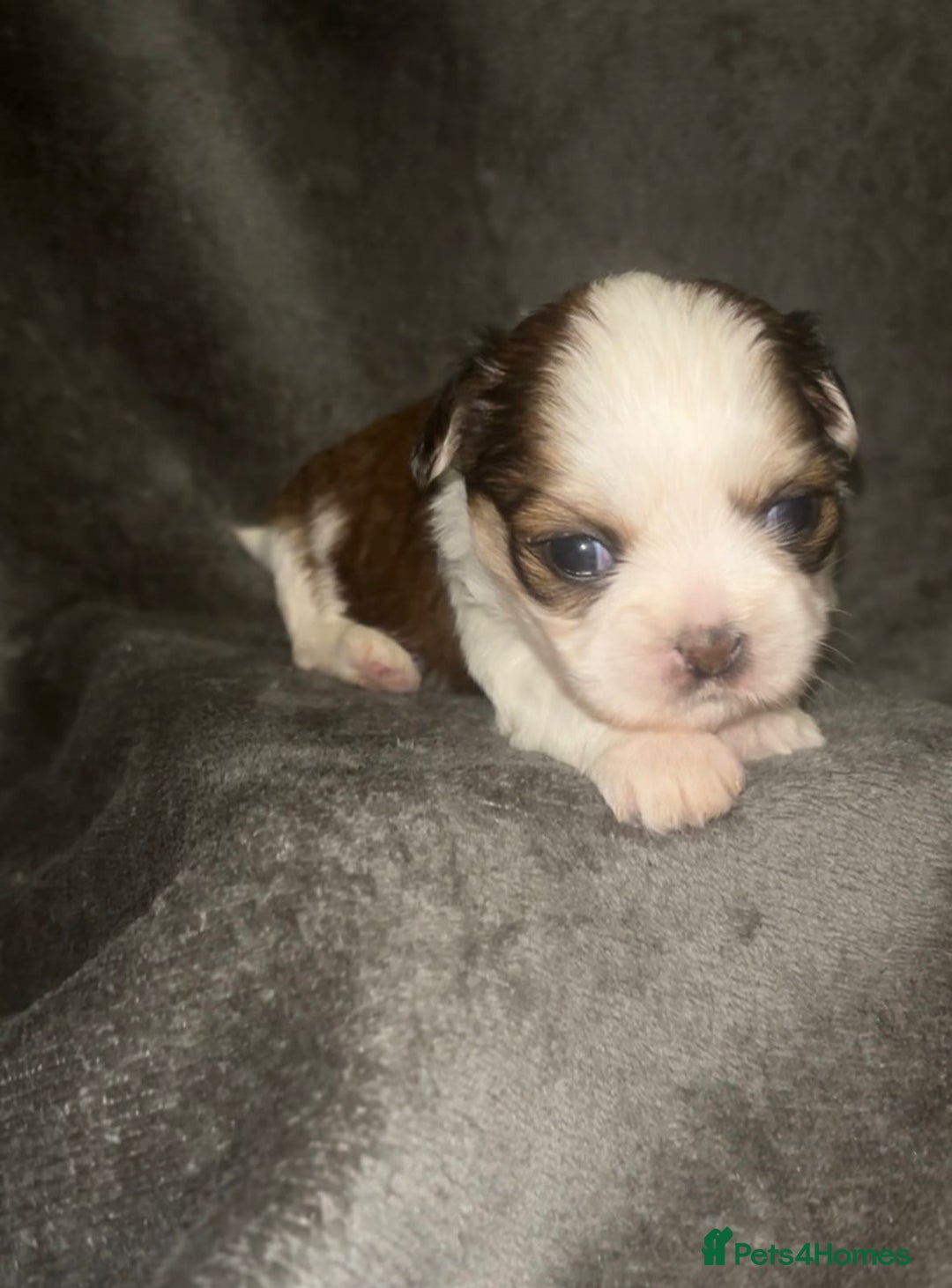Shih Tzu dogs for sale: Small beautiful Shih tzu puppies - Image 3