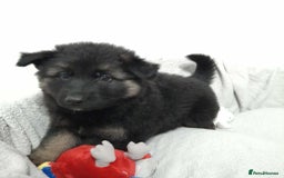 German Shepherd dogs for sale: BEAUTIFUL SABLE GERMAN SHEPHERD PUPS - Image 16