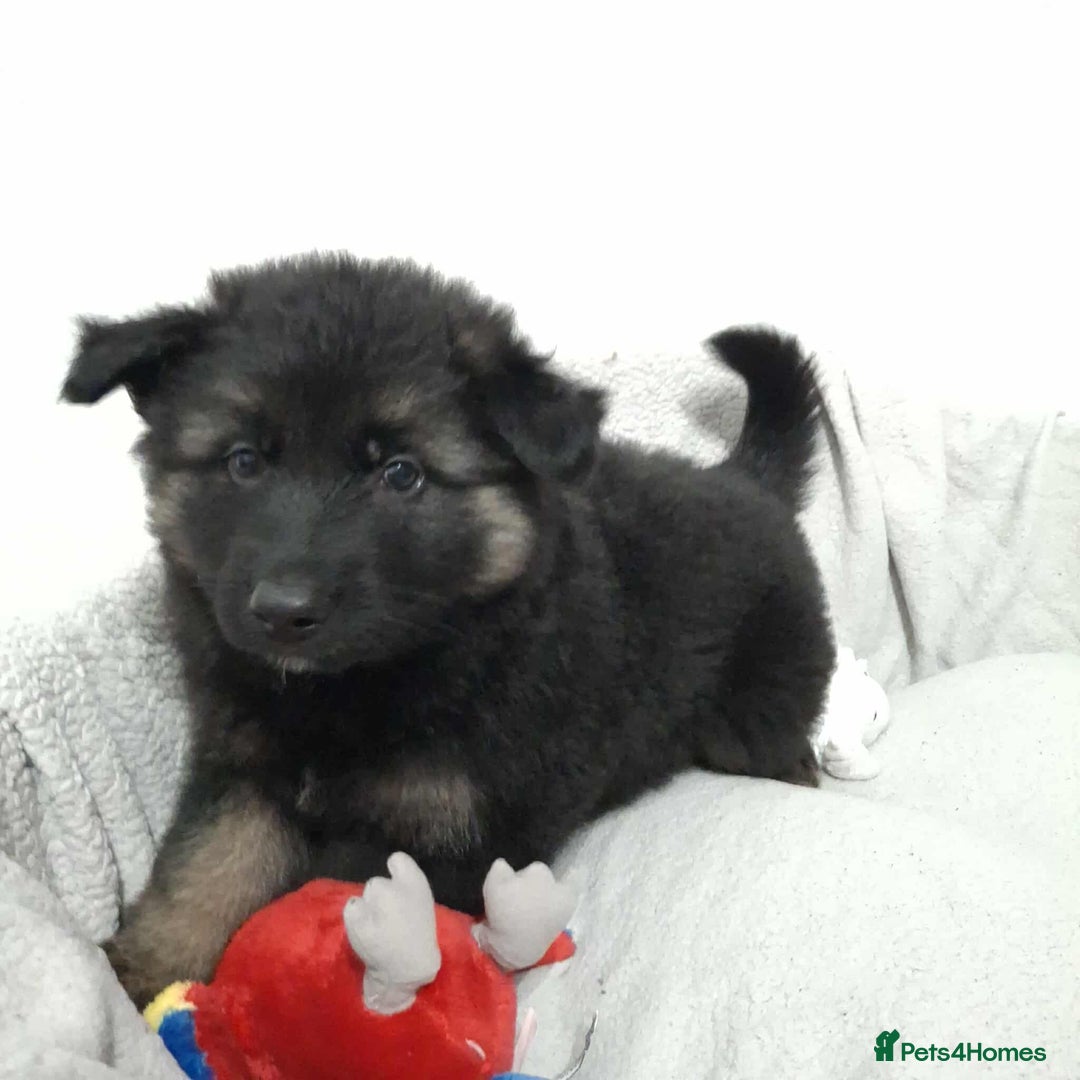 German Shepherd dogs for sale: BEAUTIFUL SABLE GERMAN SHEPHERD PUPS - Image 16