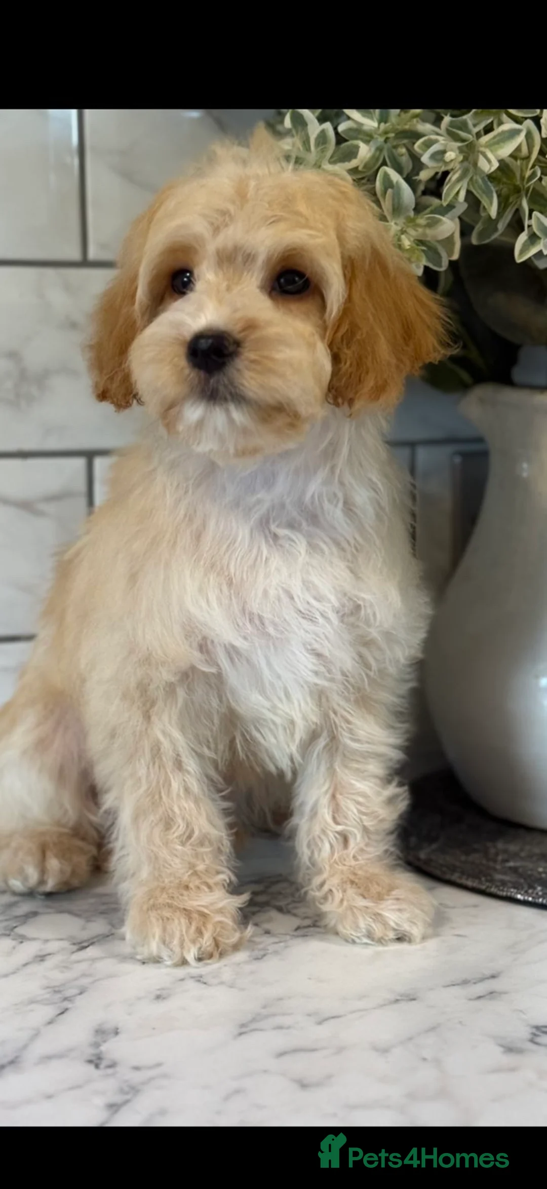 Cockapoo dogs for sale: Quality cockapoo boys ❤️ - Advert 5