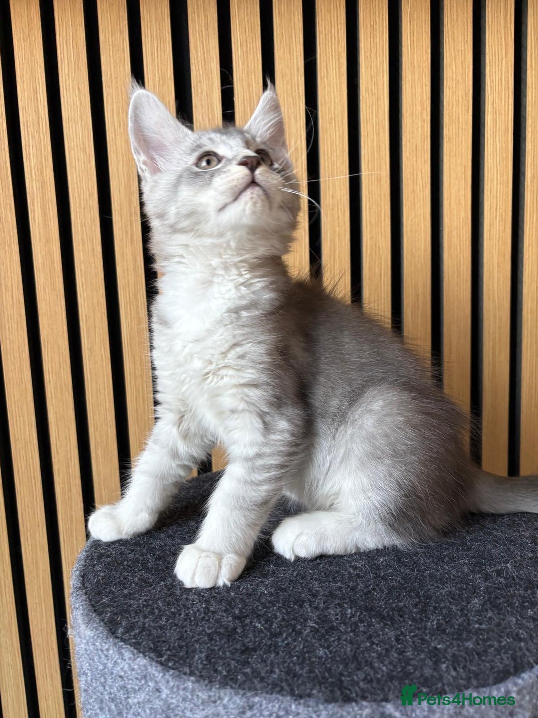 Maine Coon cats for sale: XL Maine Coon Kittens for Sale – TICA Reg - Advert 4