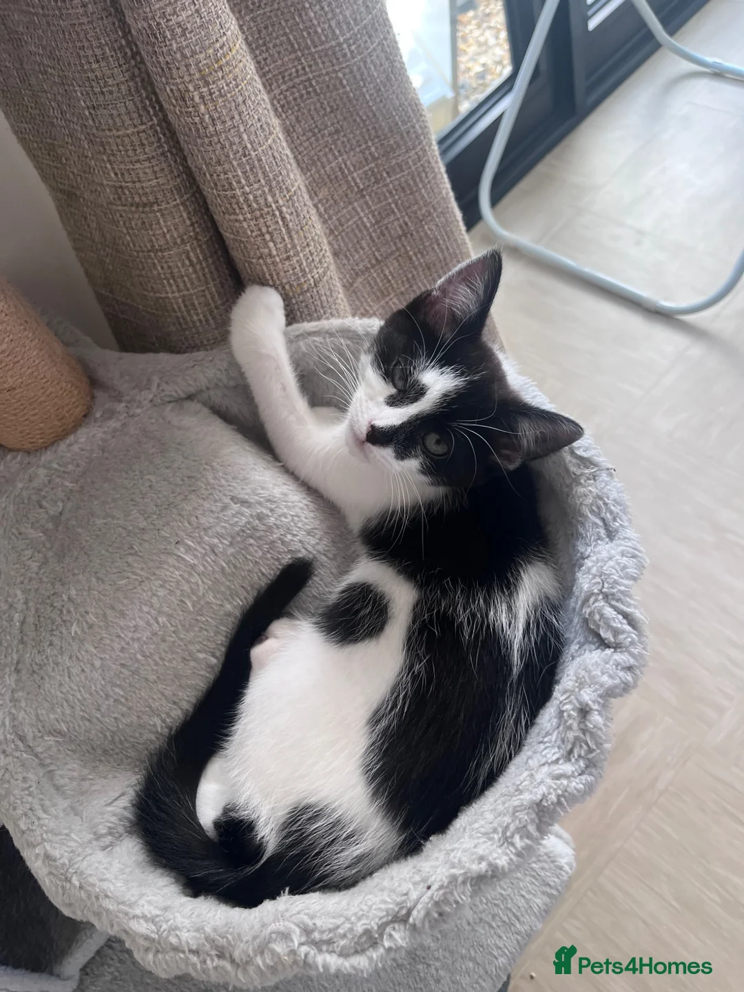 Mixed Breed cats for sale: Kittens for sale  in Welwyn Garden City - Advert 2