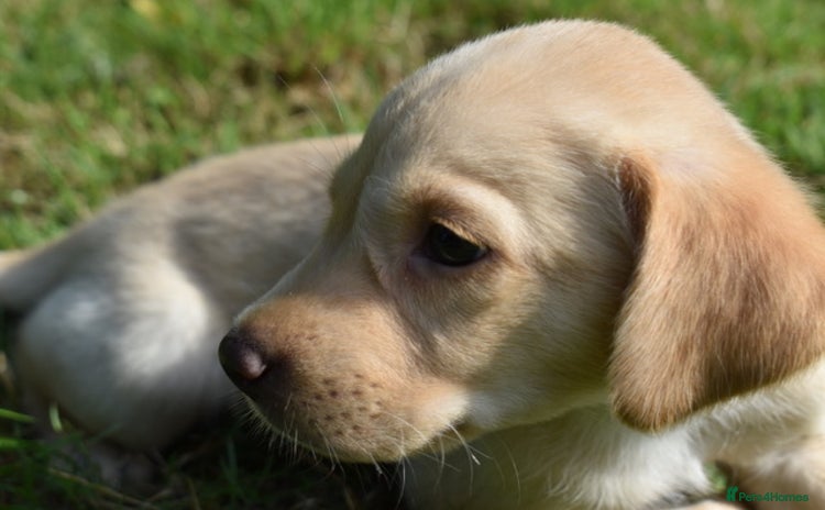 Labrador Retriever dogs - Advert 3