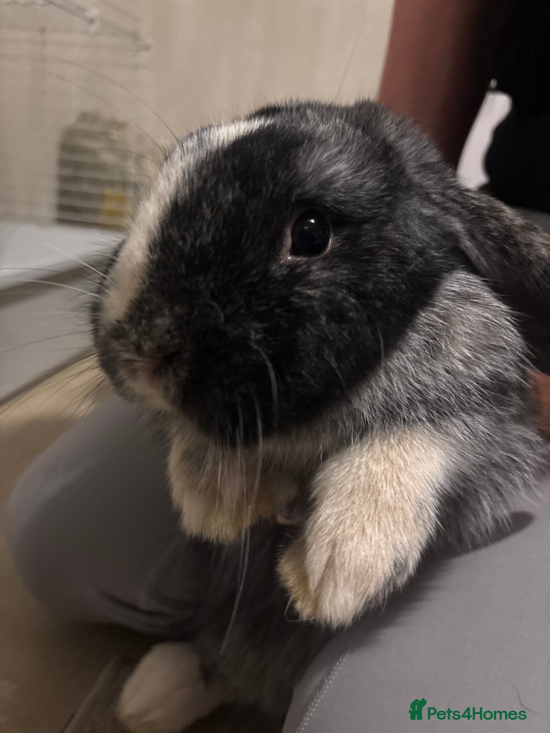 Mini Lop rabbits for sale: 2 male mini lops - Advert 3