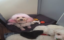 Maltipoo dogs for sale: Beautiful little poodle  - Image 3