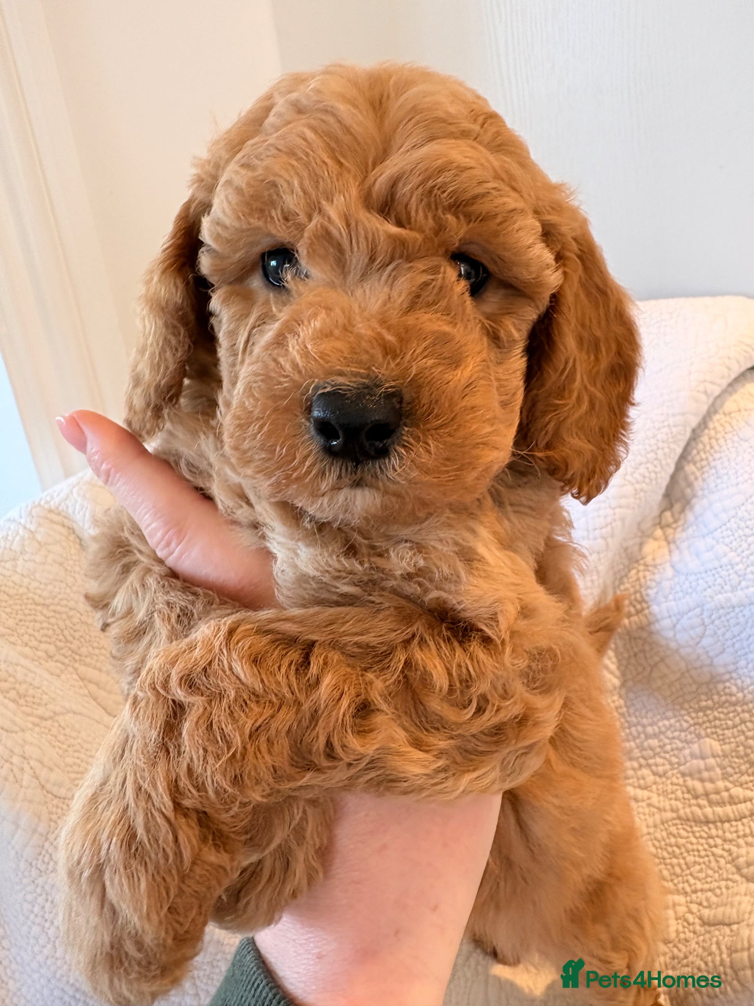 Labradoodle dogs LICENSED BREEDER HEALTH TESTED MINI LABRADOODLES - Advert 1