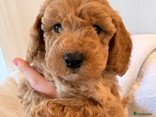 Labradoodle dogs for sale: LICENSED HEALTH TESTED MINIATURE LABRADOODLES - Advert 1