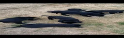 Labrador Retriever dogs for sale: Beautiful Black Labrador Puppies  - Advert 10
