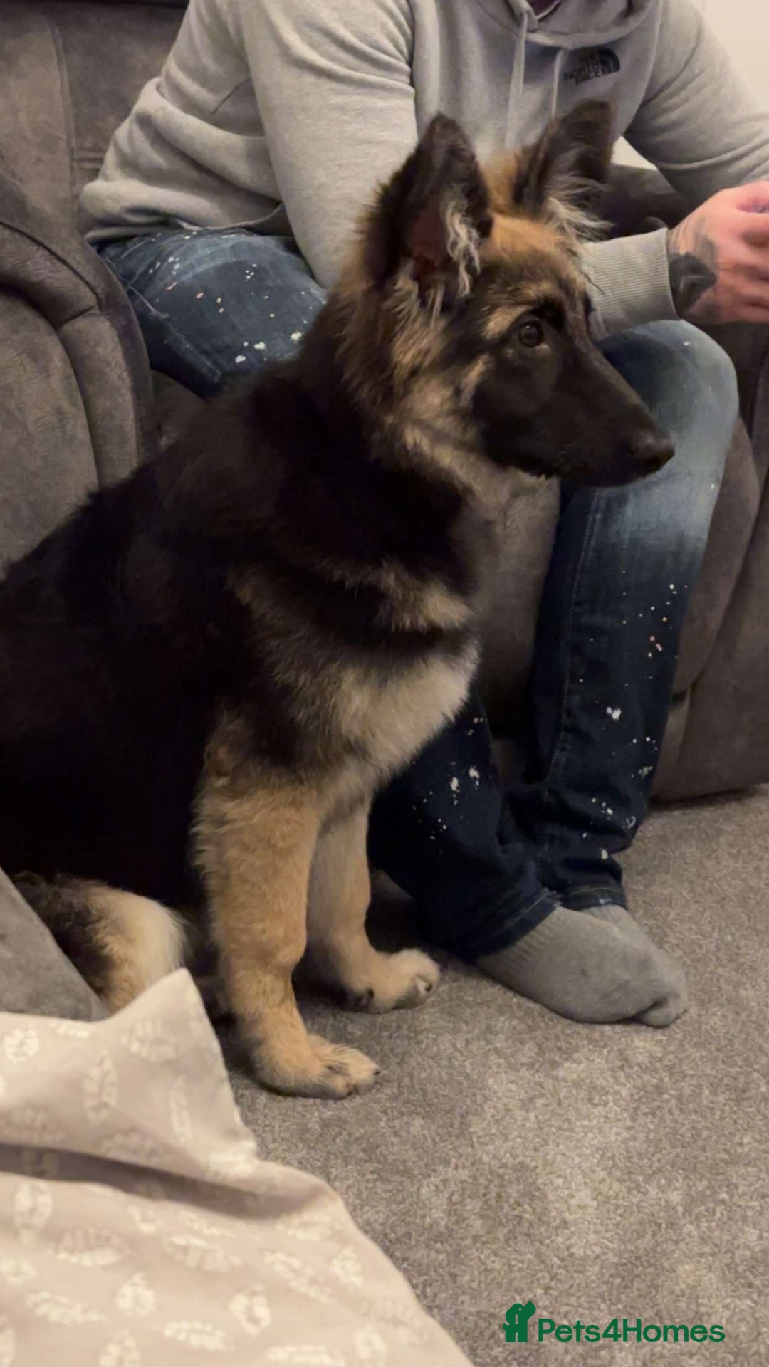 German Shepherd dogs for sale: German shepherd  - Advert 3