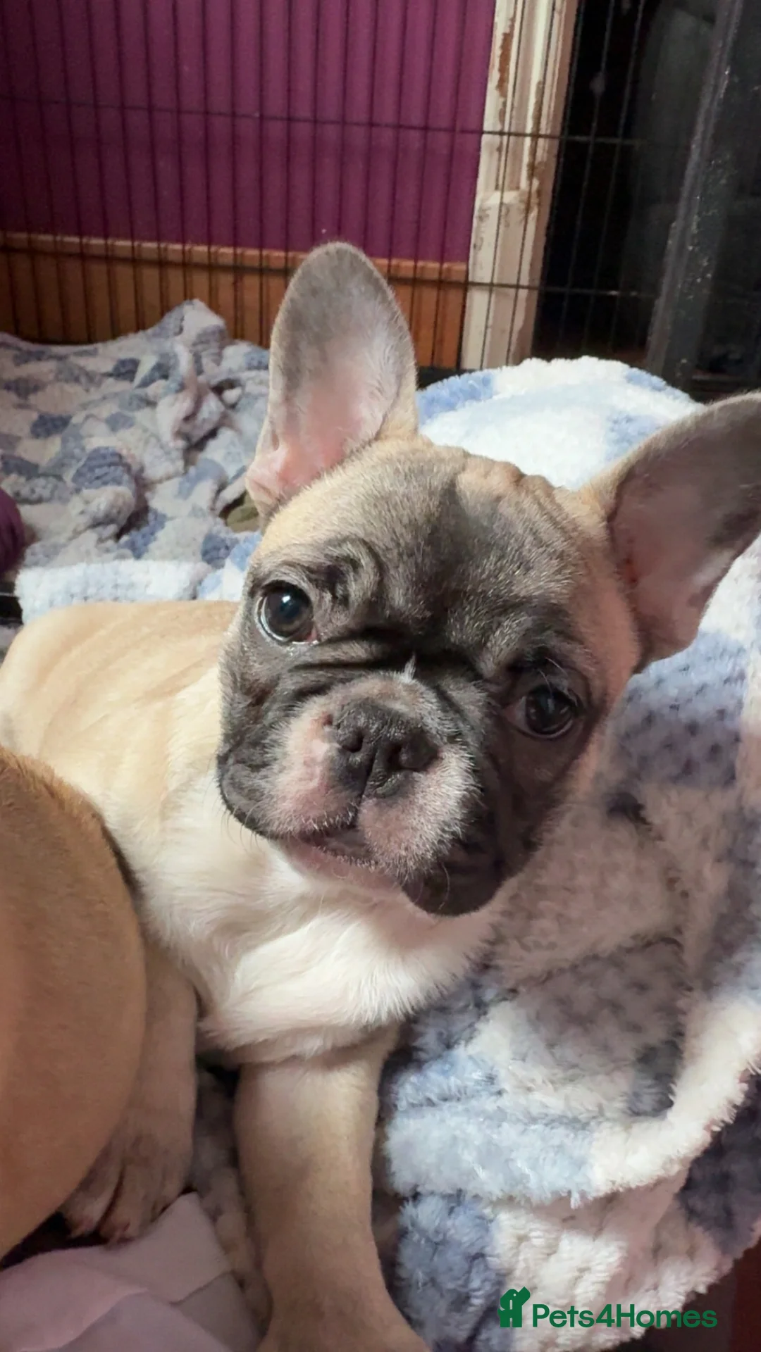 French Bulldog dogs for sale:  2 BEAUTIFUL frenchie puppies remaining for sale - Advert 2