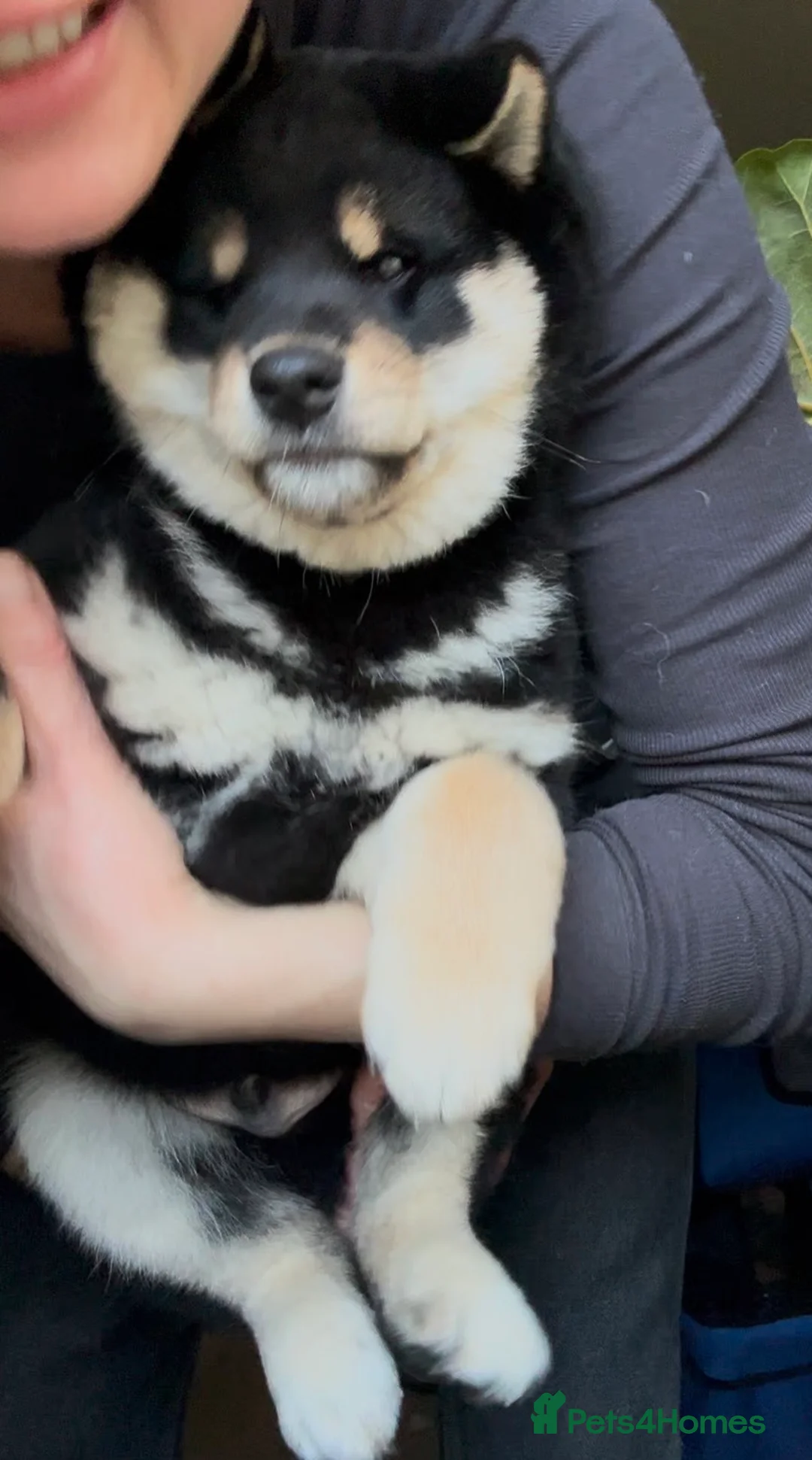 Japanese Shiba Inu dogs for sale: 10 weeks old KC Black/Tan Boy 💖 - Advert 9