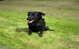 Labrador Retriever dogs for sale: Beautiful male Labrador pups - Image 9