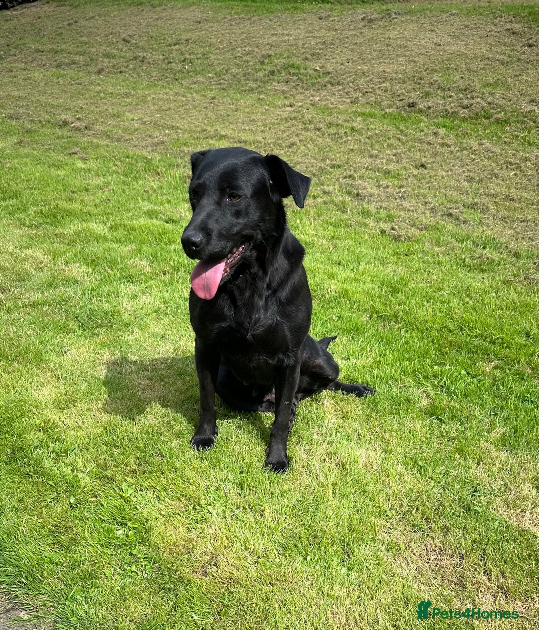 Labrador Retriever dogs for sale: Beautiful male Labrador pups - Image 9