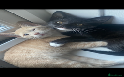 Mixed Breed cats for sale: Last kitten available 💙💙💙 - Image 5