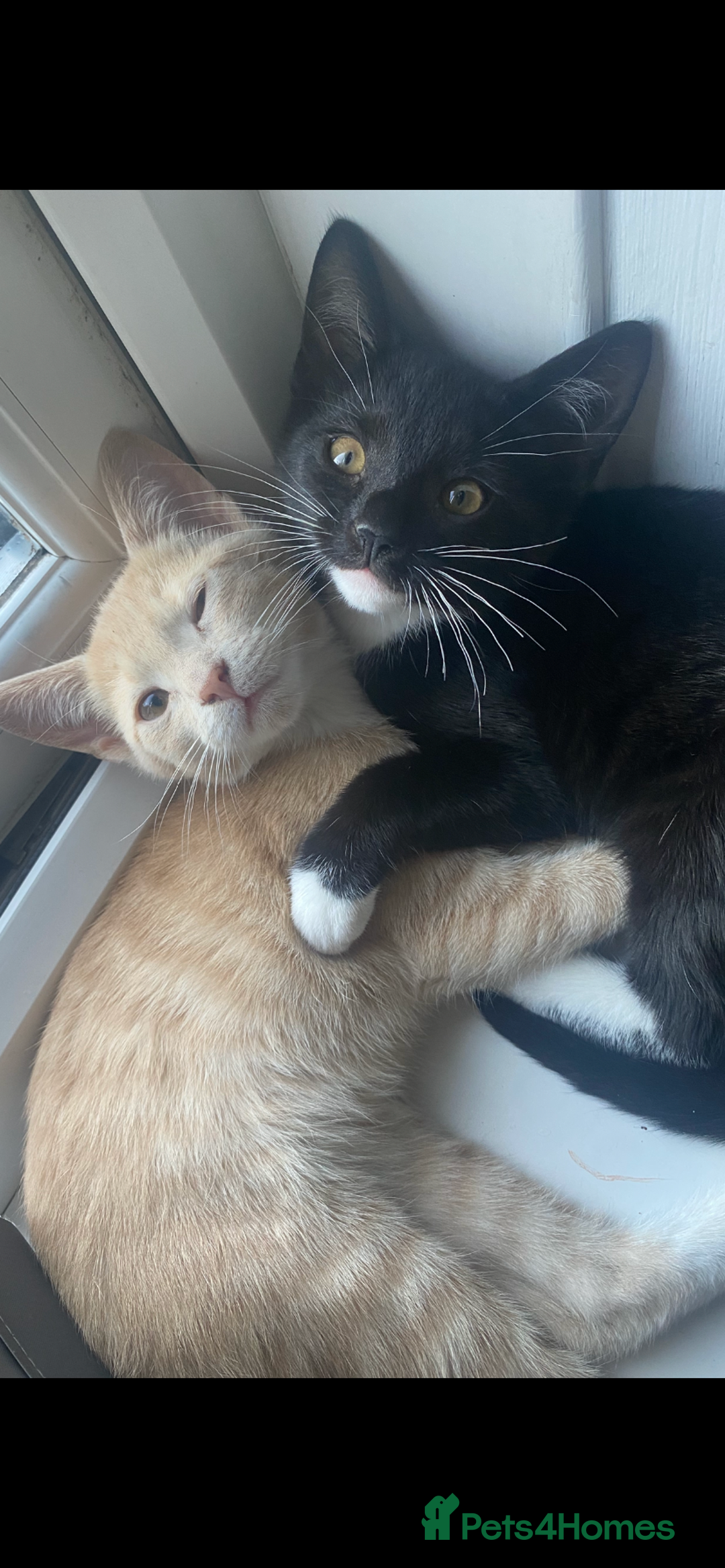 Mixed Breed cats for sale: Last kitten available 💙💙💙 - Image 5