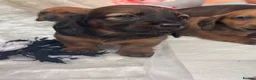 Dachshund dogs for sale: Long & Short haired Sable crea Dachshund puppies  - Advert 25