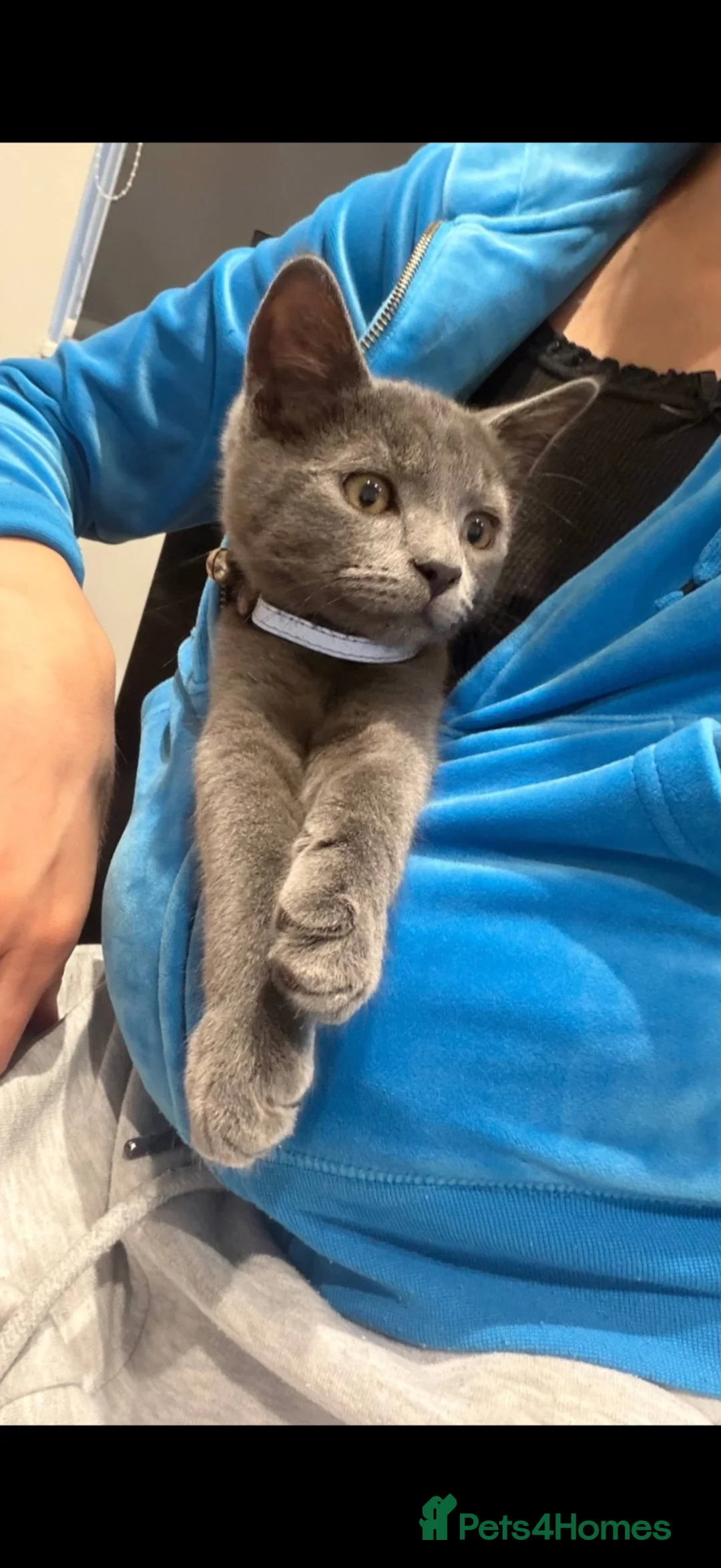 British Shorthair cats for sale:  Beautiful British Shorthair Kitten  in Stevenage - Advert 8