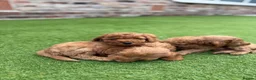 Cockapoo dogs for sale: Beautiful F2 cockapoo  - Advert 5