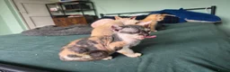 Sphynx cats for sale: Sphynx / Devon Rex Mix Kittens Ready Homes - Advert 28