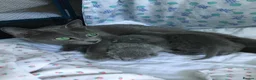 Russian Blue cats for sale: TICA registered Russian Blue kittens - Advert 14