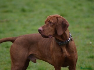 Hungarian Vizsla dogs Proven Hungarian Vizsla Stud--Imported Bloodlines - Advert 5