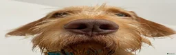 Hungarian Vizsla dogs for sale: Hungarian WIREHAIRED VIZSLA puppies KC reg'd  - Advert 1