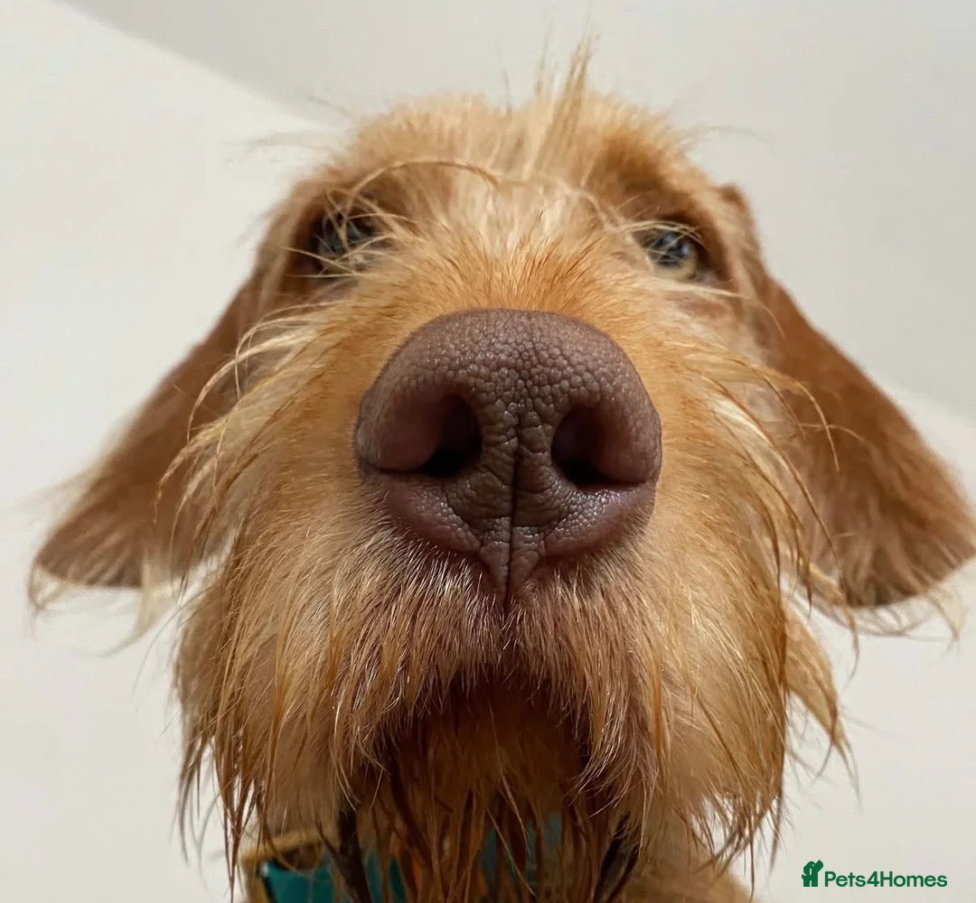 Hungarian Vizsla dogs for sale: Hungarian WIREHAIRED VIZSLA puppies KC reg'd  - Advert 1