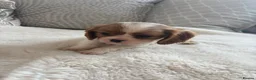 Cavalier King Charles Spaniel dogs for sale: Cavalier King Charles pups - Advert 39