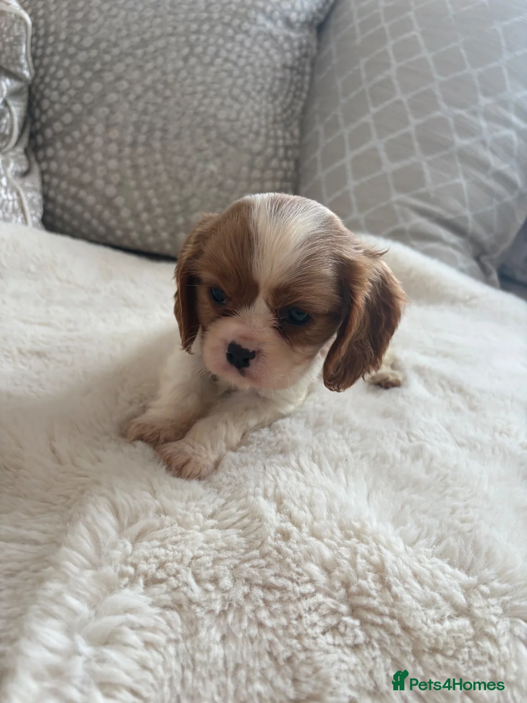Cavalier King Charles Spaniel dogs for sale: Cavalier King Charles pups - Advert 39