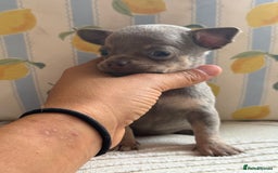 Chihuahua dogs for sale: Outstanding BLUE/TAN & LILAC/TAN puppies  - Image 10